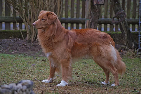 toller-ruede-mogwai-stehend